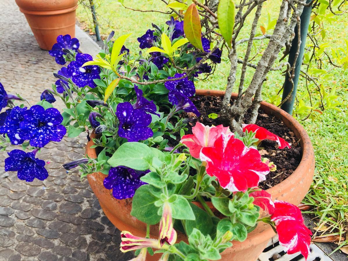 Quinta Das Faias 卡马查 外观 照片